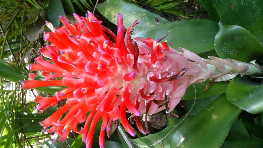 Flora&Fauna Mirissa Exterior foto